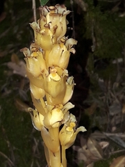 Monotropa hypopitys hypophegea