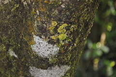 Coenogonium implexum