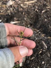 Sisymbrium erysimoides