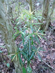 Podocarpus neriifolius