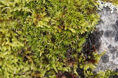 Ptychomitrium crispatum