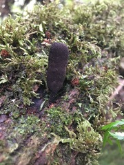 Xylaria castorea