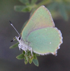 Callophrys dumetorum