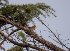 Phylloscopus collybita