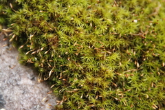 Ptychomitrium crispatum