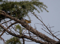 Phylloscopus collybita