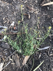 Sisymbrium erysimoides