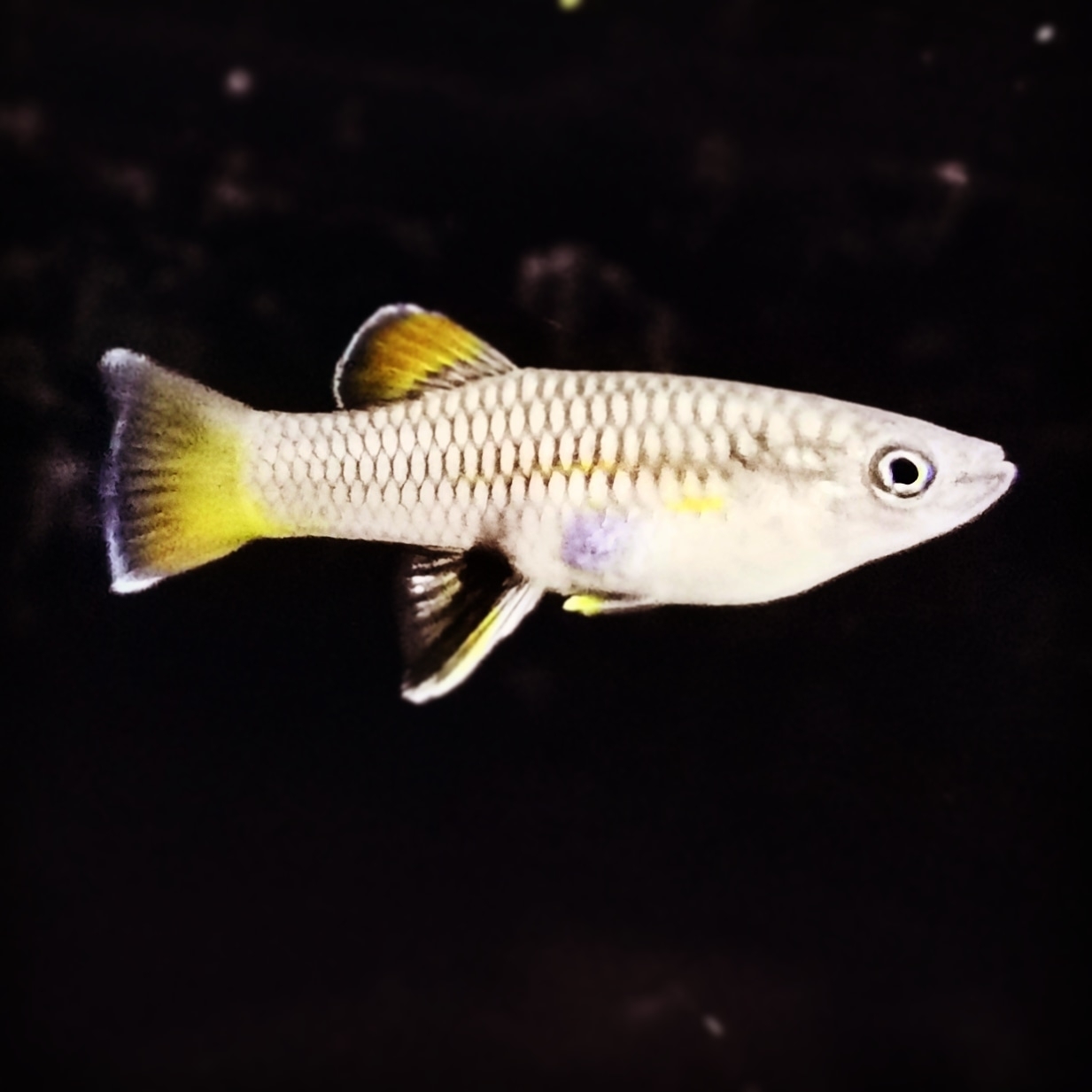 Hessfeld's Toothcarp photo 2