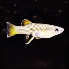 Hessfeld's Toothcarp photo 1
