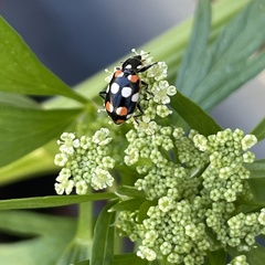 Eriopis connexa