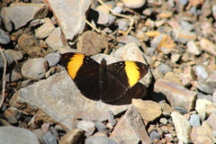 Adelpha melanthe
