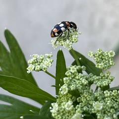 Eriopis connexa