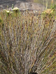 Nevillea obtusissima