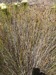 Nevillea obtusissima