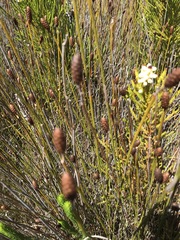Nevillea obtusissima
