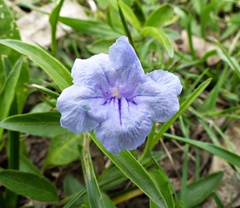 Ruellia erythropus
