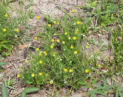 Hymenoxys anthemoides
