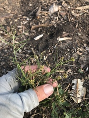 Sisymbrium erysimoides
