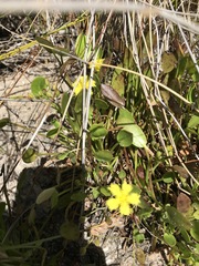Villarsia capensis