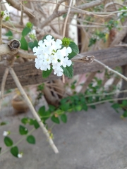 Lantana grisebachii
