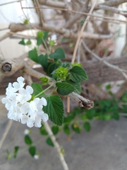 Lantana grisebachii