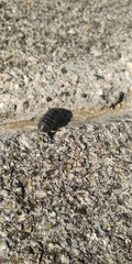 Armadillidium vulgare