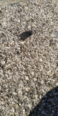 Armadillidium vulgare