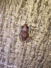 Eleutherodactylus modestus