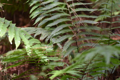 Pteris deflexa