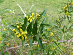 Heteropterys glabra