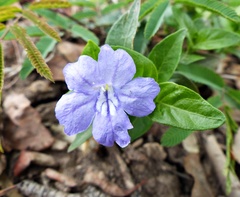 Ruellia erythropus