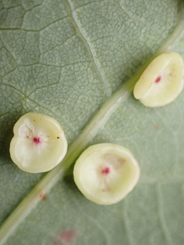 Smooth Spangle Gall Wasp, Ammersche Boezem, Brandwijk, Zuid-Holland, NL, photo 10 of 10