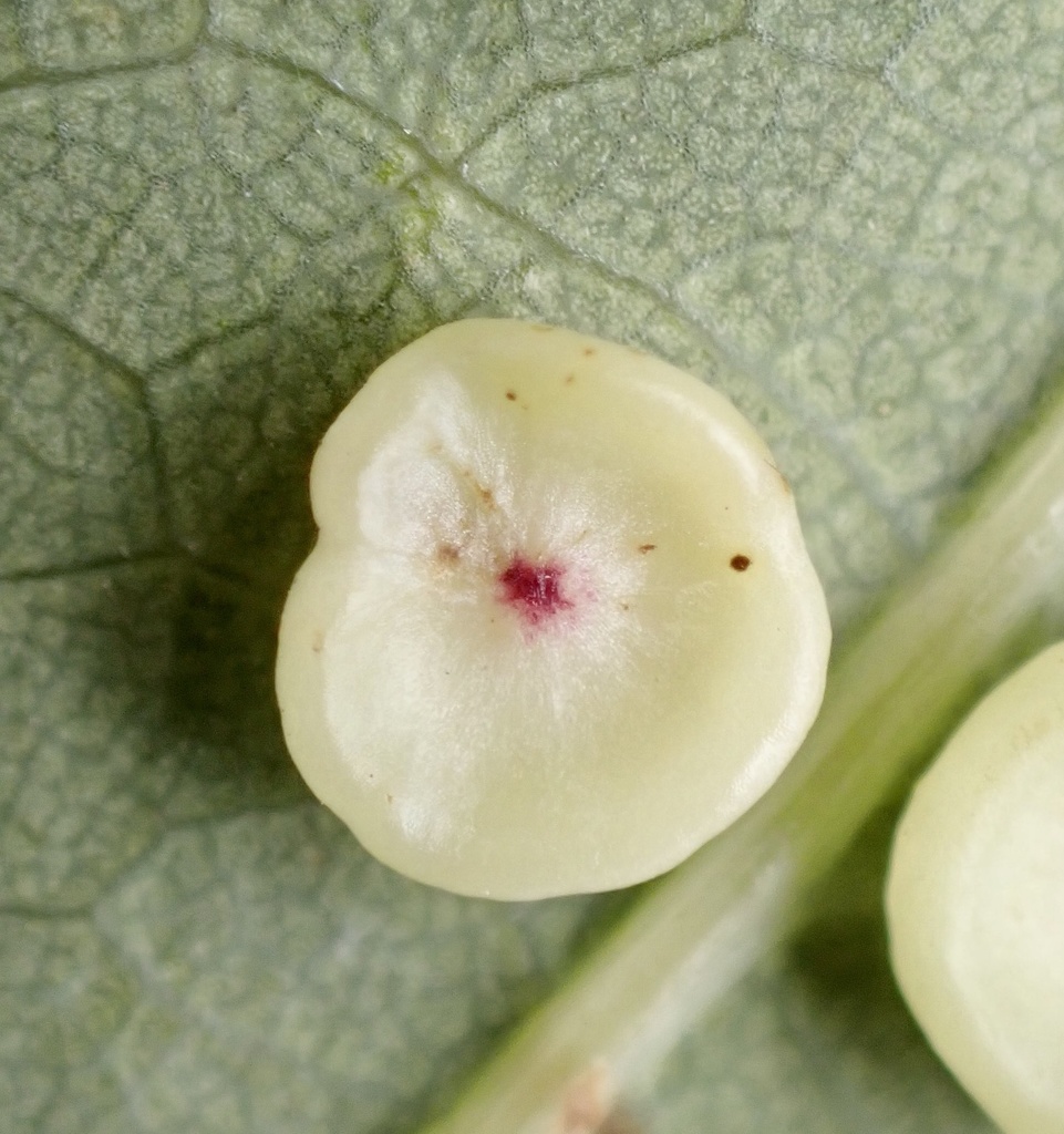 Smooth Spangle Gall Causer