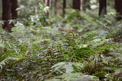 Pteris deflexa