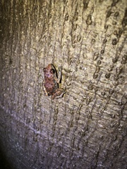 Eleutherodactylus modestus