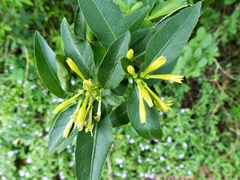 Cestrum euanthes