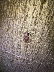 Eleutherodactylus modestus