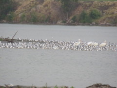 Leucophaeus pipixcan