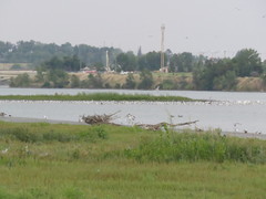 Leucophaeus pipixcan