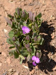 Polygala transvaalensis