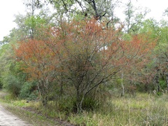 Libidibia paraguariensis