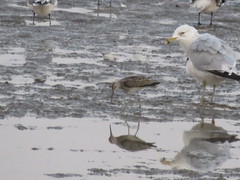 Calidris himantopus