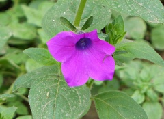 Petunia integrifolia