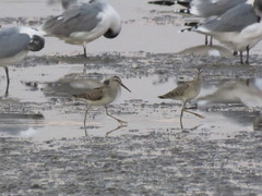 Calidris himantopus