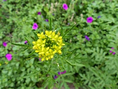 Descurainia erodiifolia