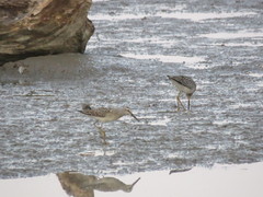 Calidris himantopus