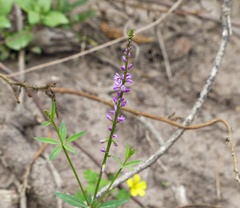 Polygala molluginifolia