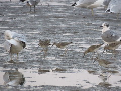 Calidris himantopus
