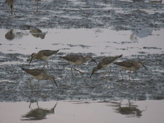 Calidris himantopus