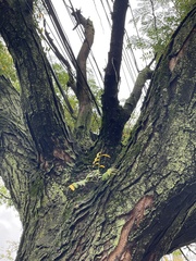 Gleditsia triacanthos